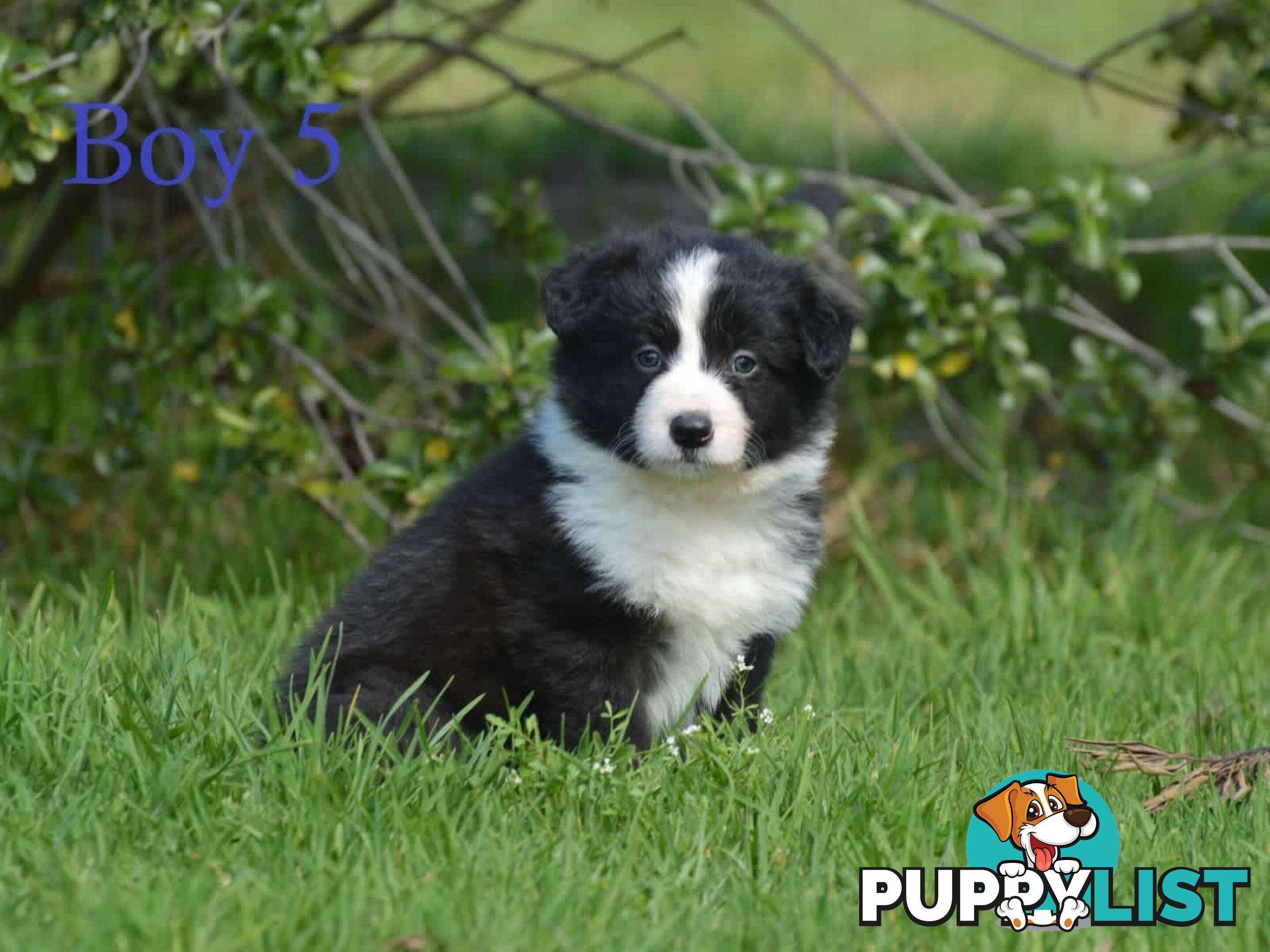 Border Collie Puppies - UK Sire