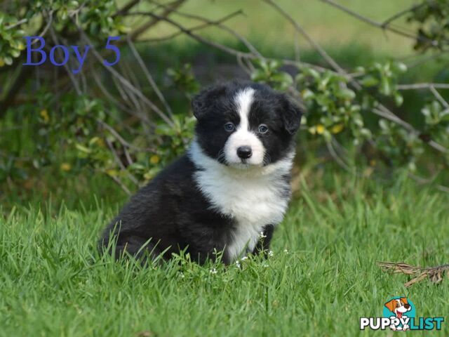 Border Collie Puppies - UK Sire