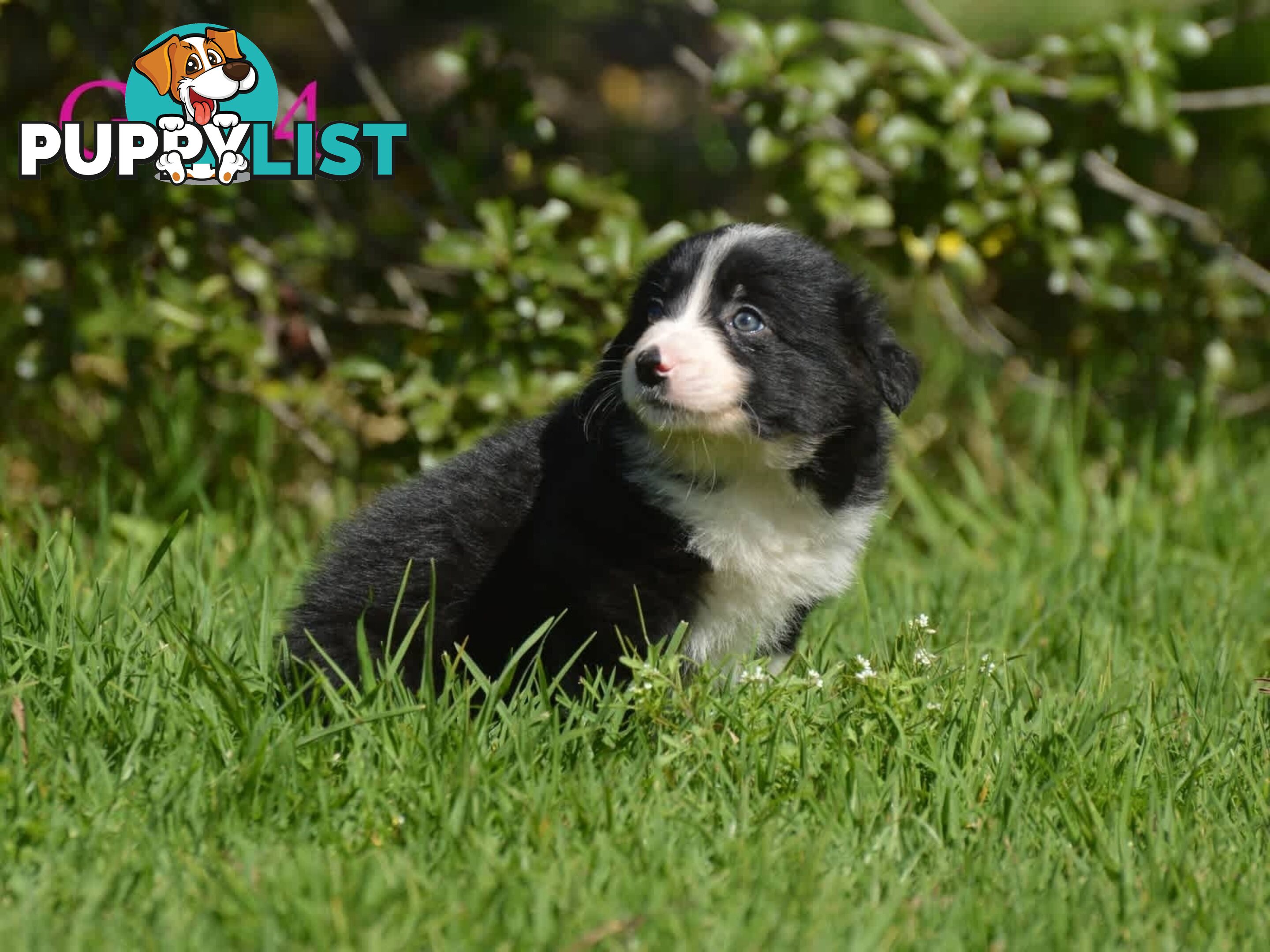 Border Collie Puppies - UK Sire