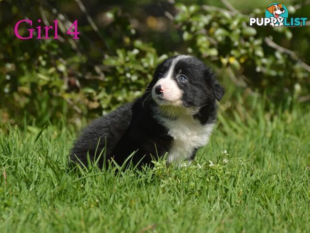 Border Collie Puppies - UK Sire