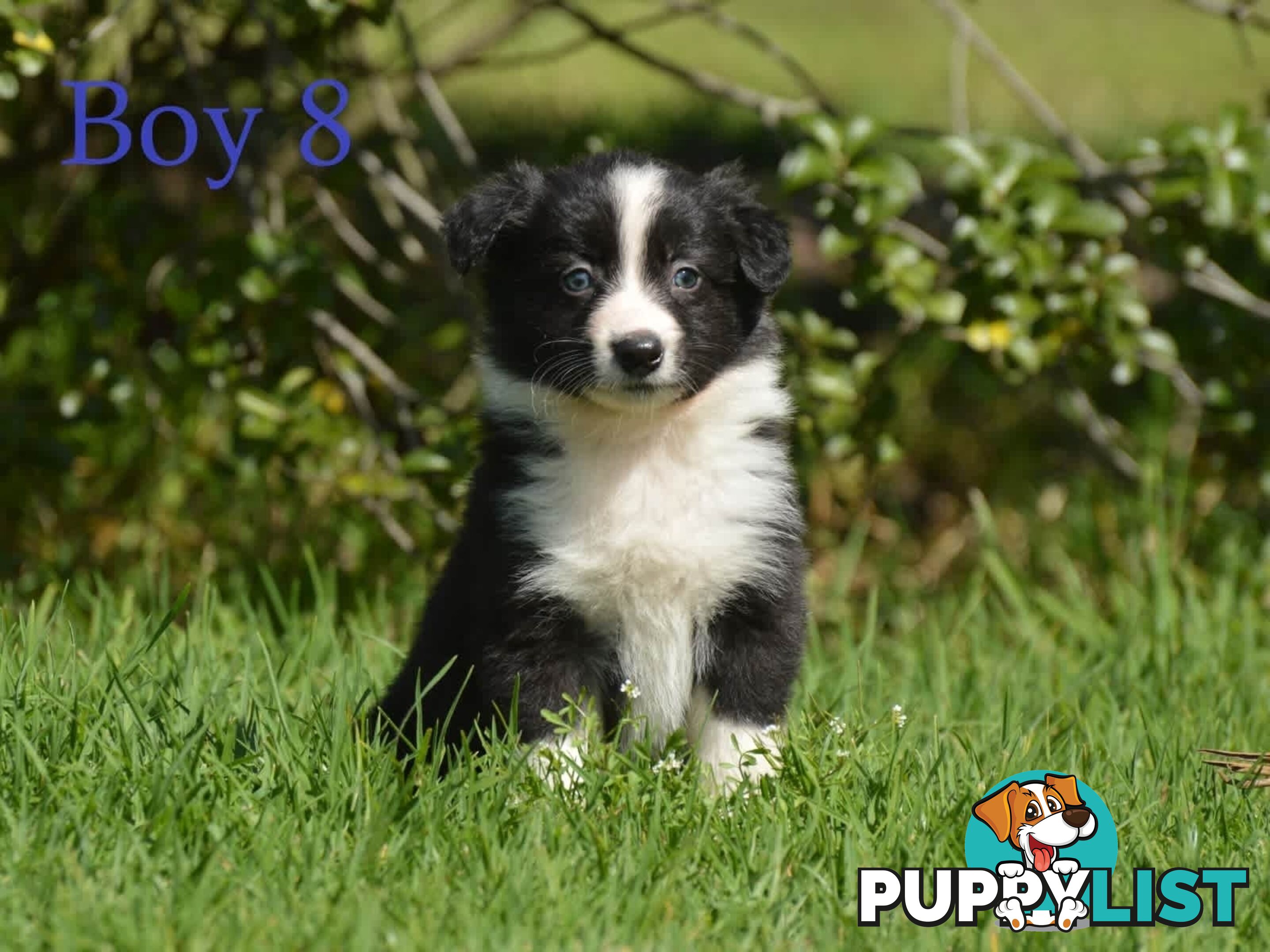 Border Collie Puppies - UK Sire