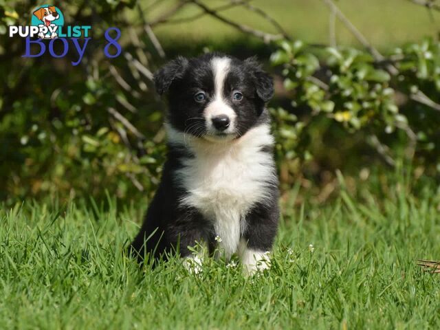 Border Collie Puppies - UK Sire