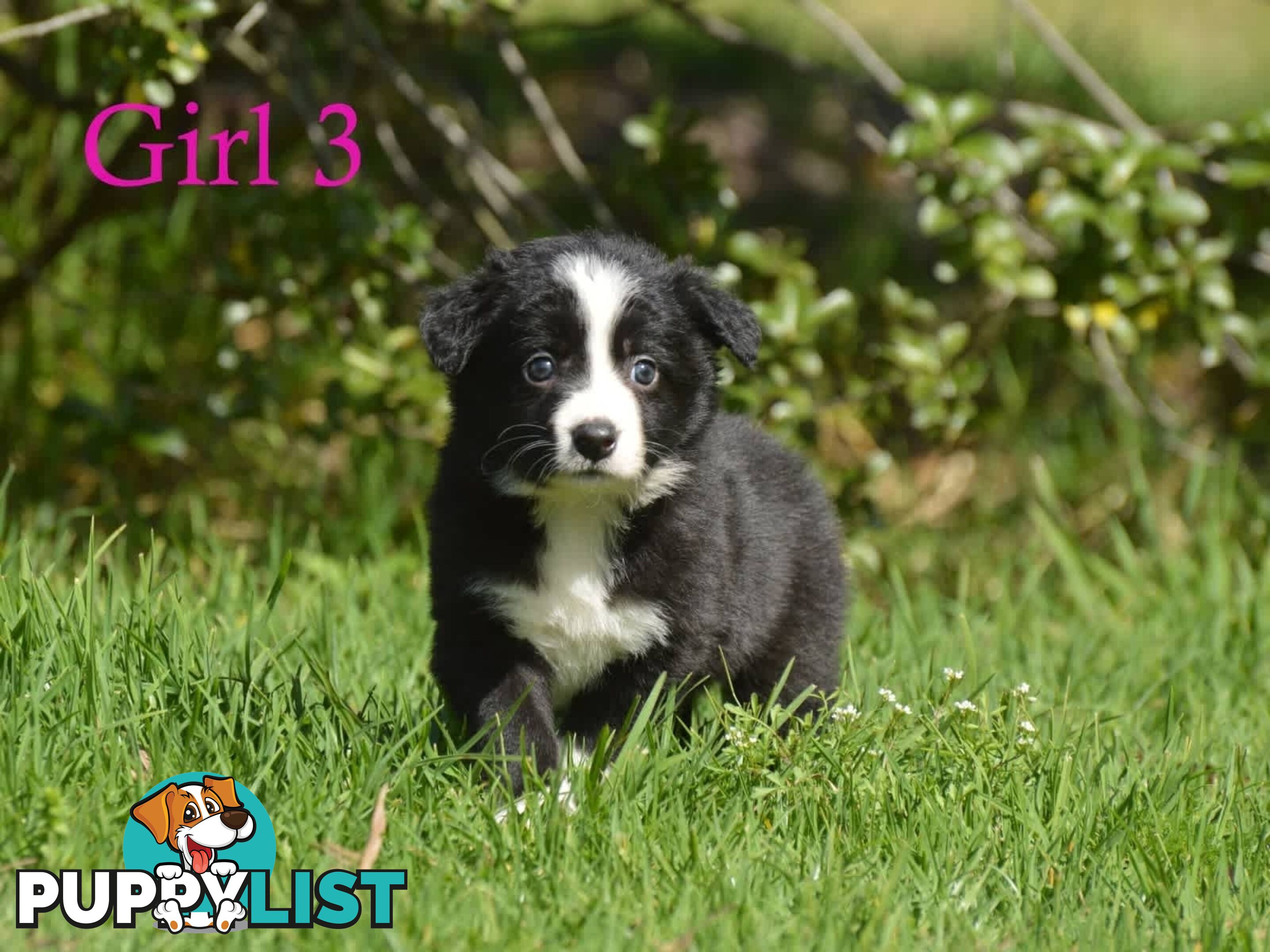 Border Collie Puppies - UK Sire