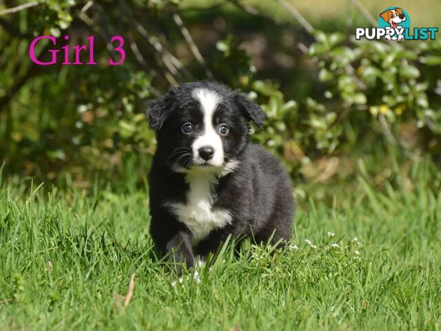 Border Collie Puppies - UK Sire