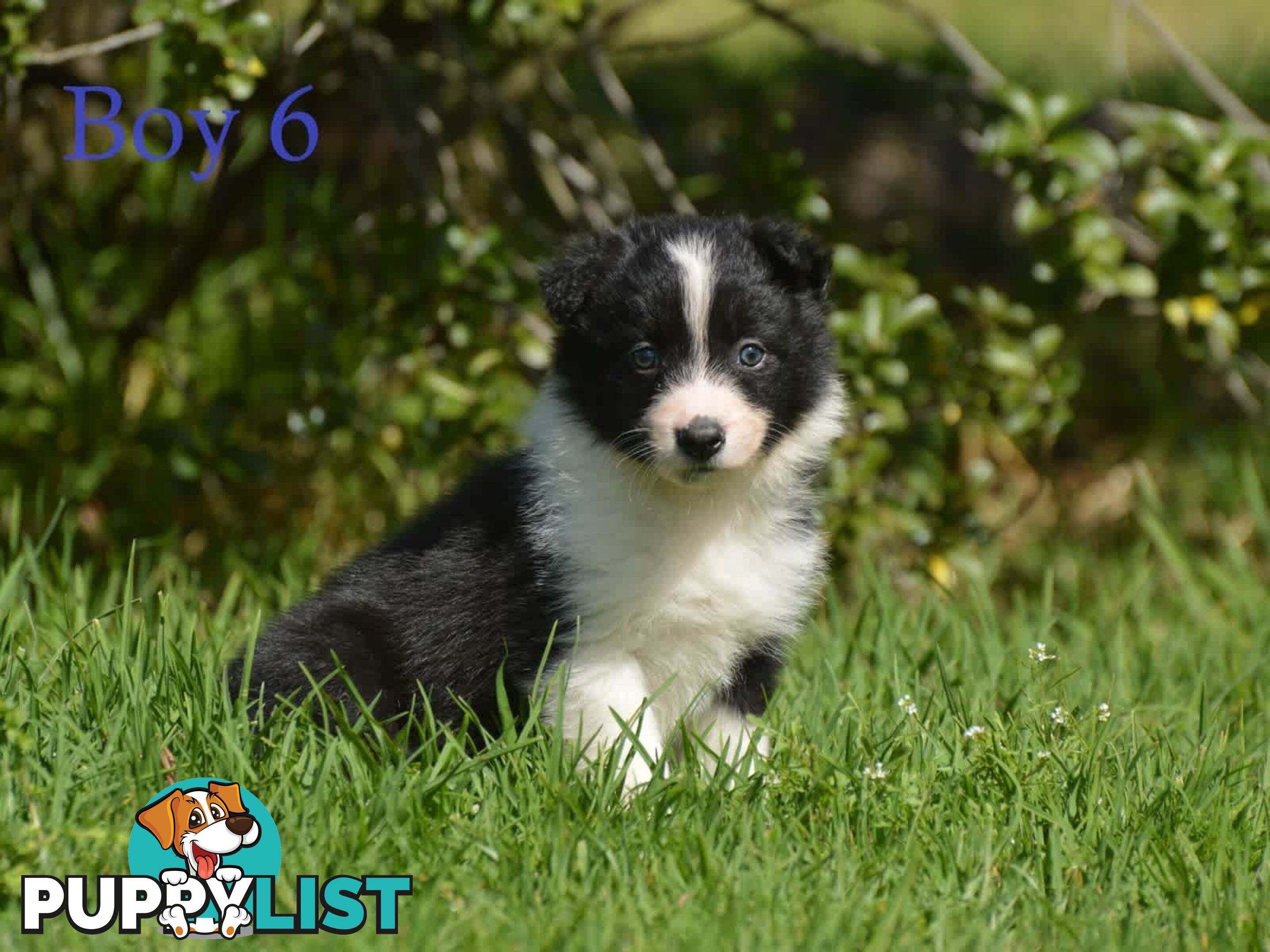 Border Collie Puppies - UK Sire