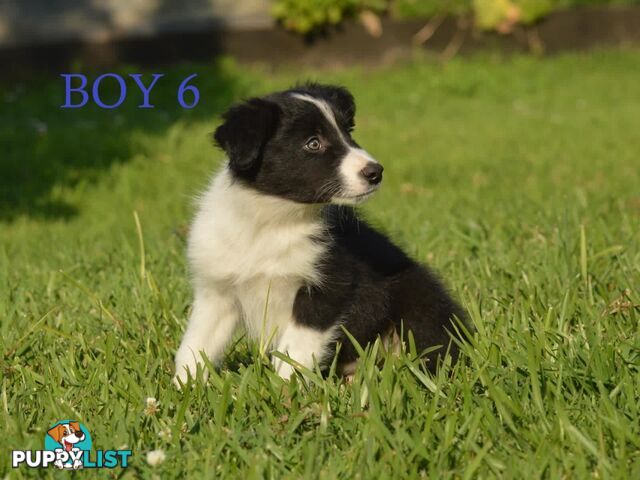 Border Collie Puppies - UK Sire