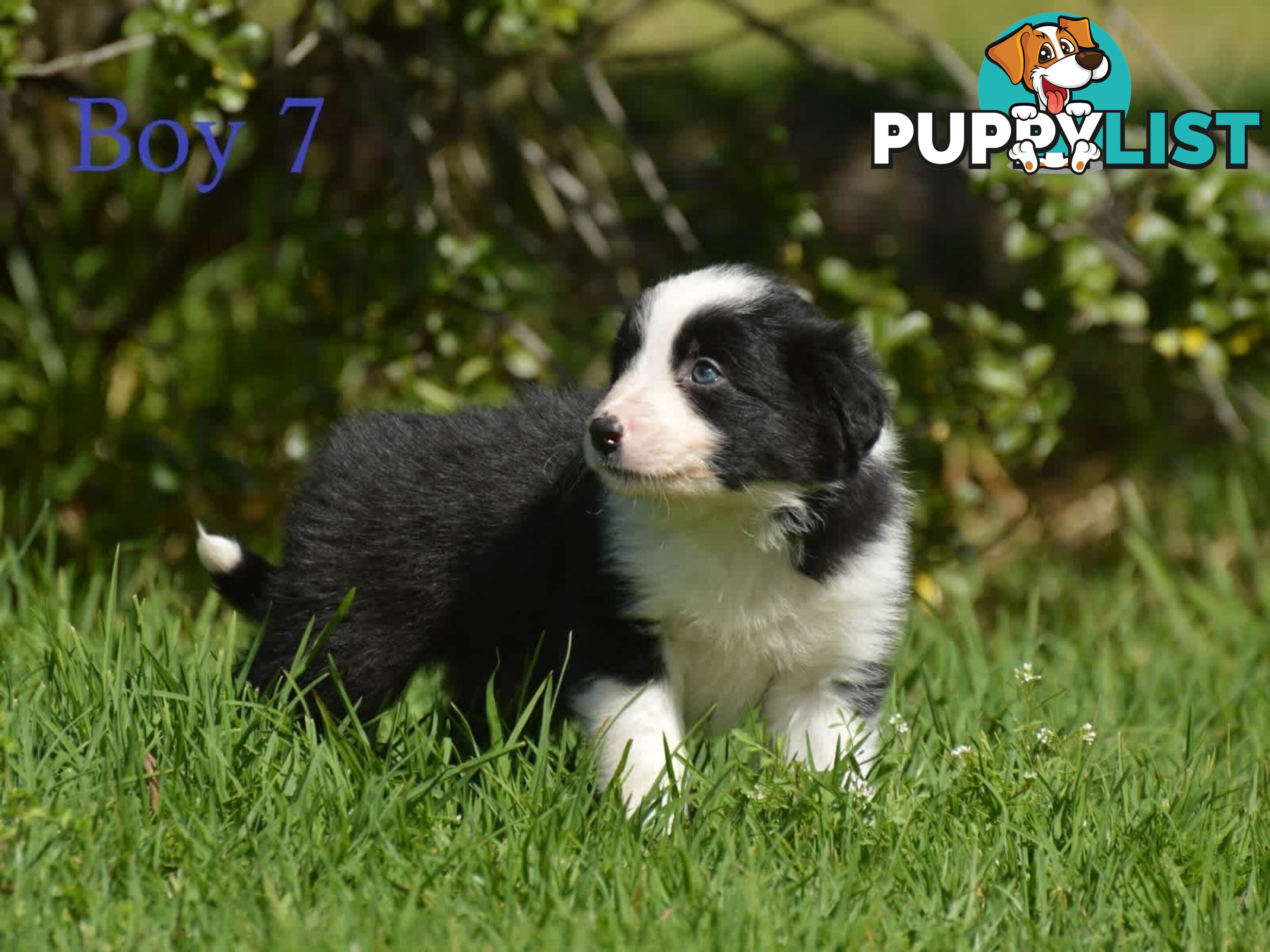 Border Collie Puppies - UK Sire