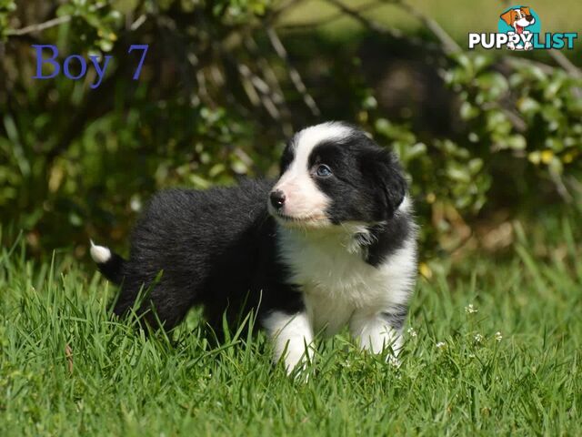 Border Collie Puppies - UK Sire