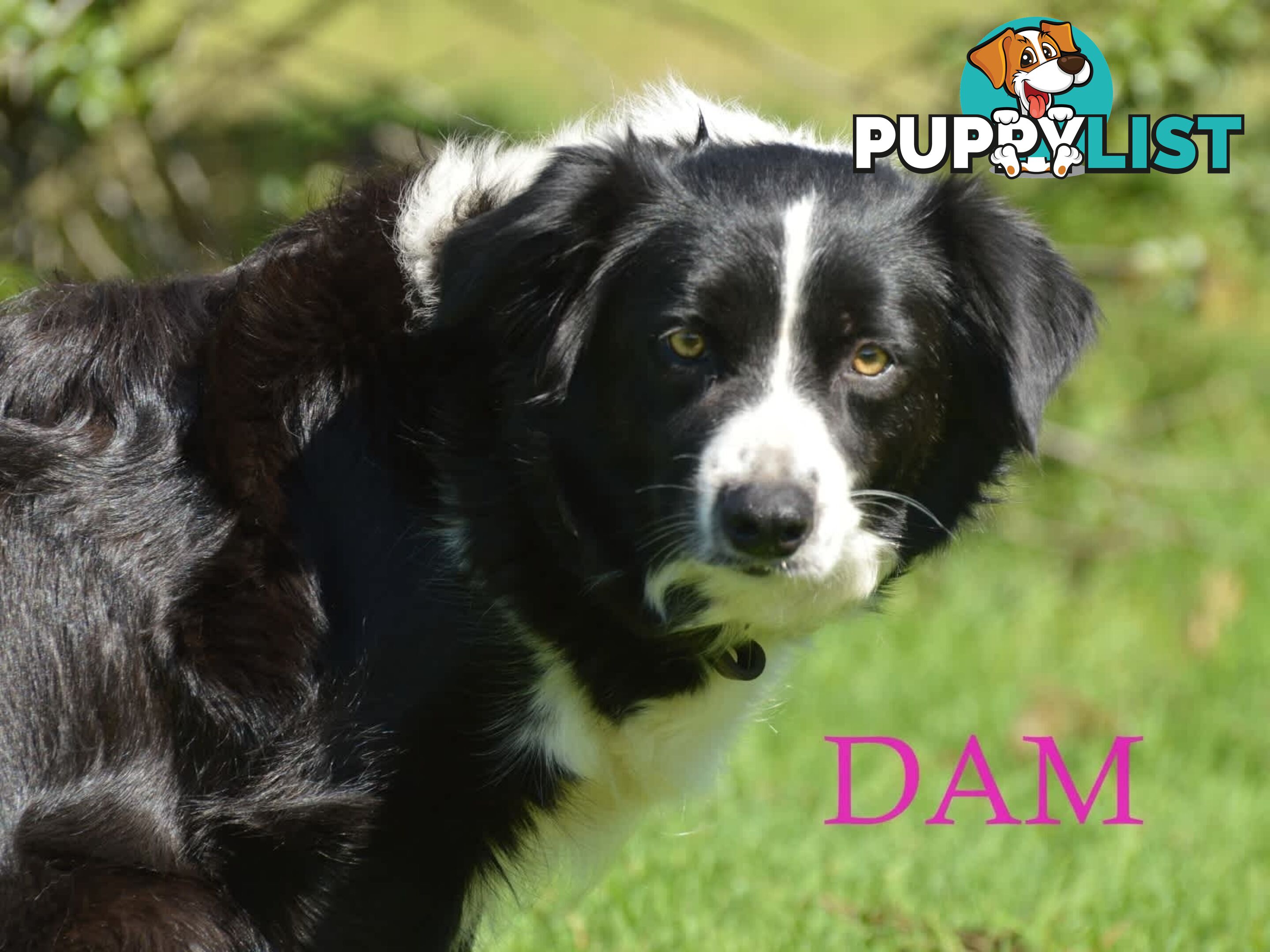 Border Collie Puppies - UK Sire