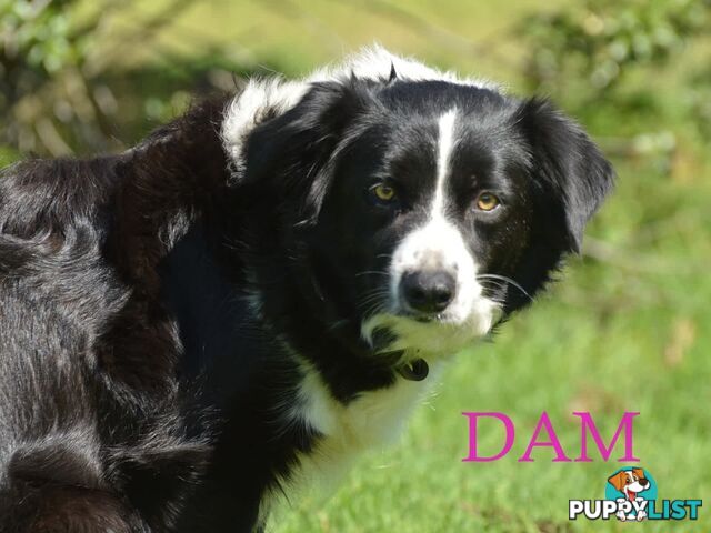 Border Collie Puppies - UK Sire