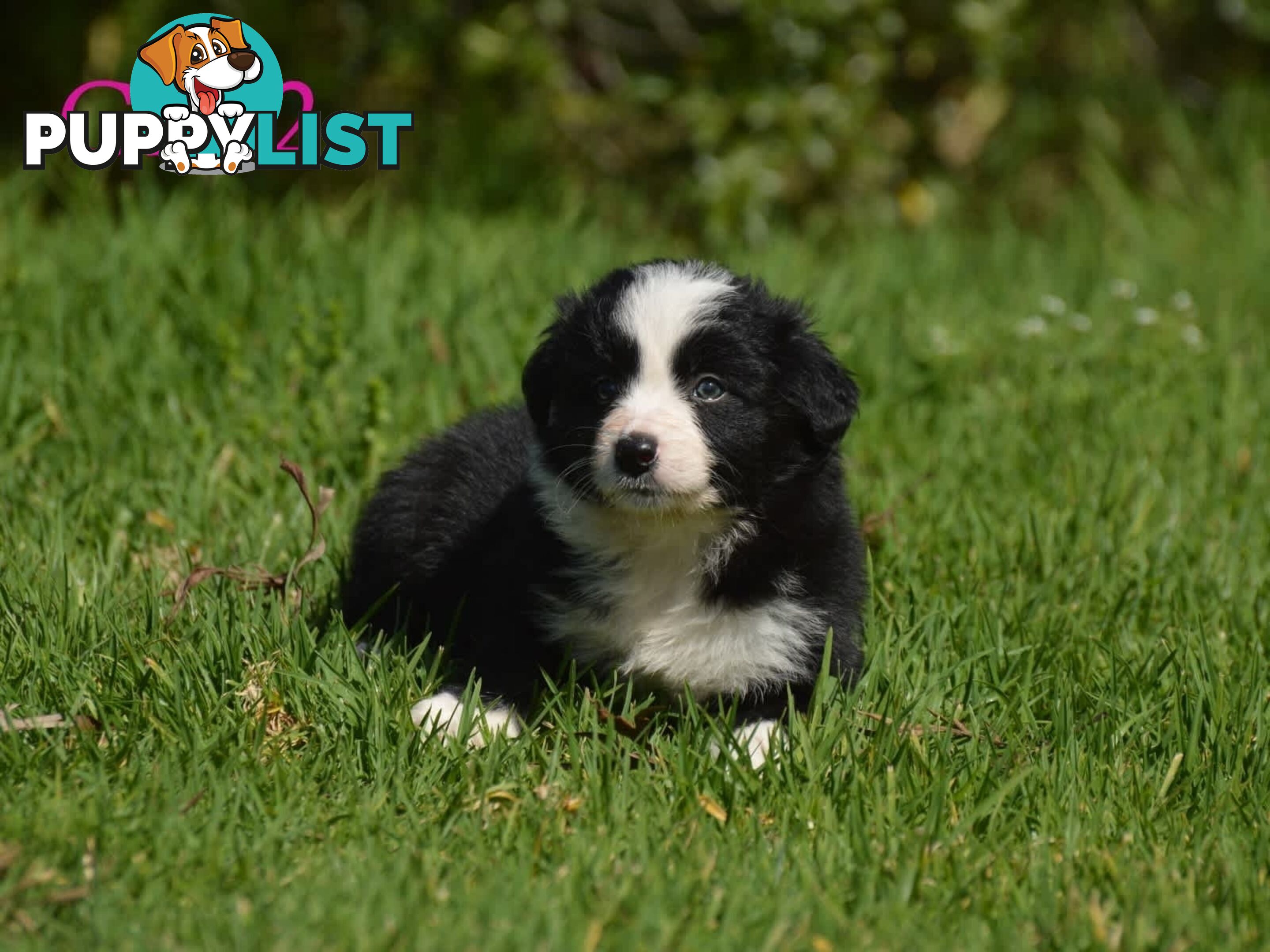 Border Collie Puppies - UK Sire