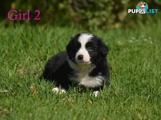 Border Collie Puppies - UK Sire