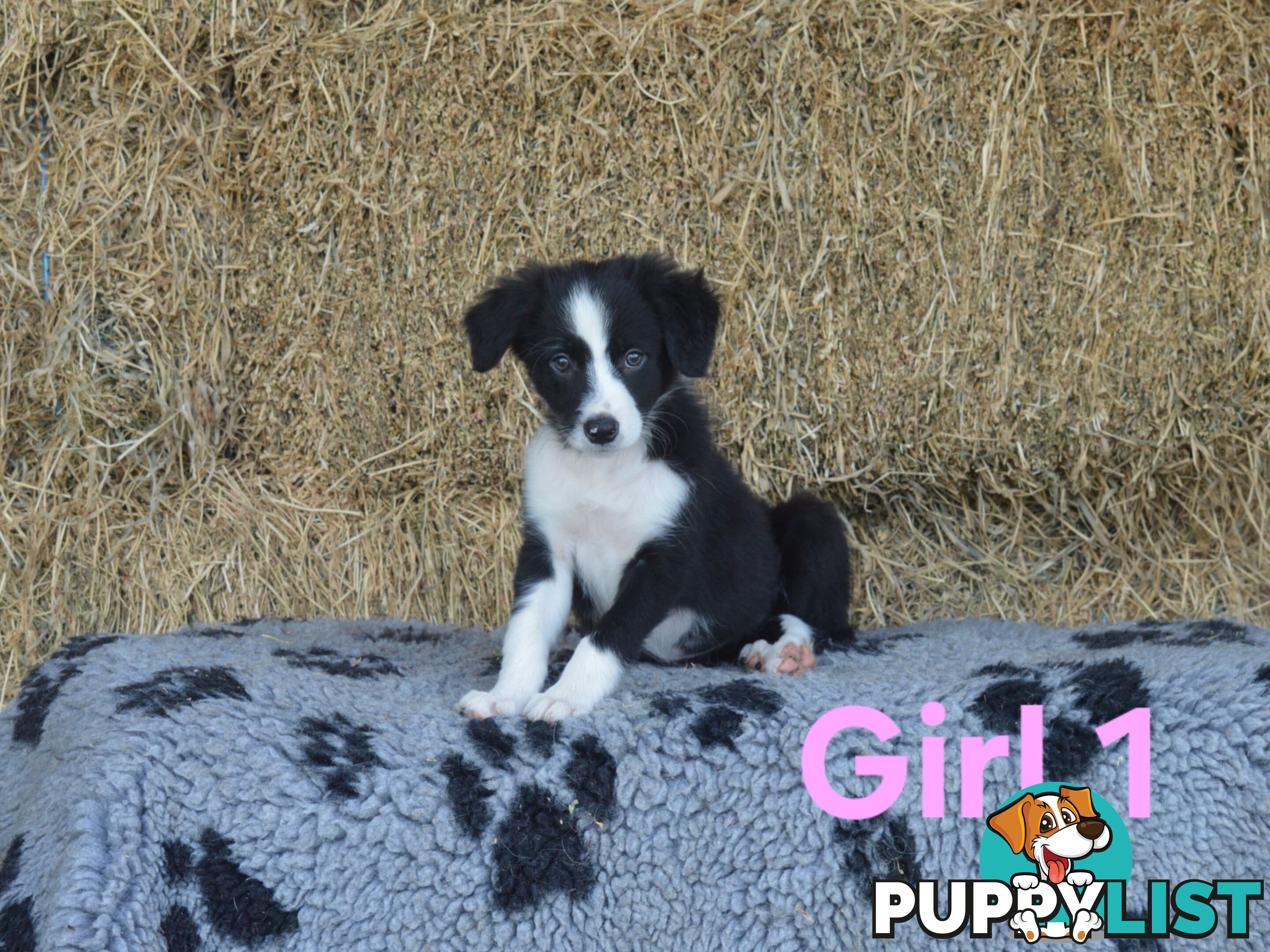 Border Collie Puppies - UK Sire