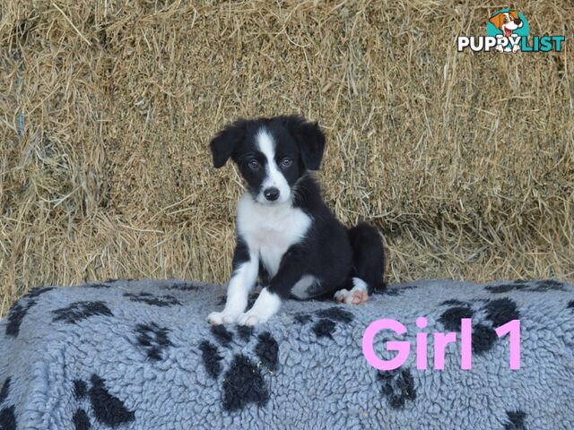 Border Collie Puppies - UK Sire