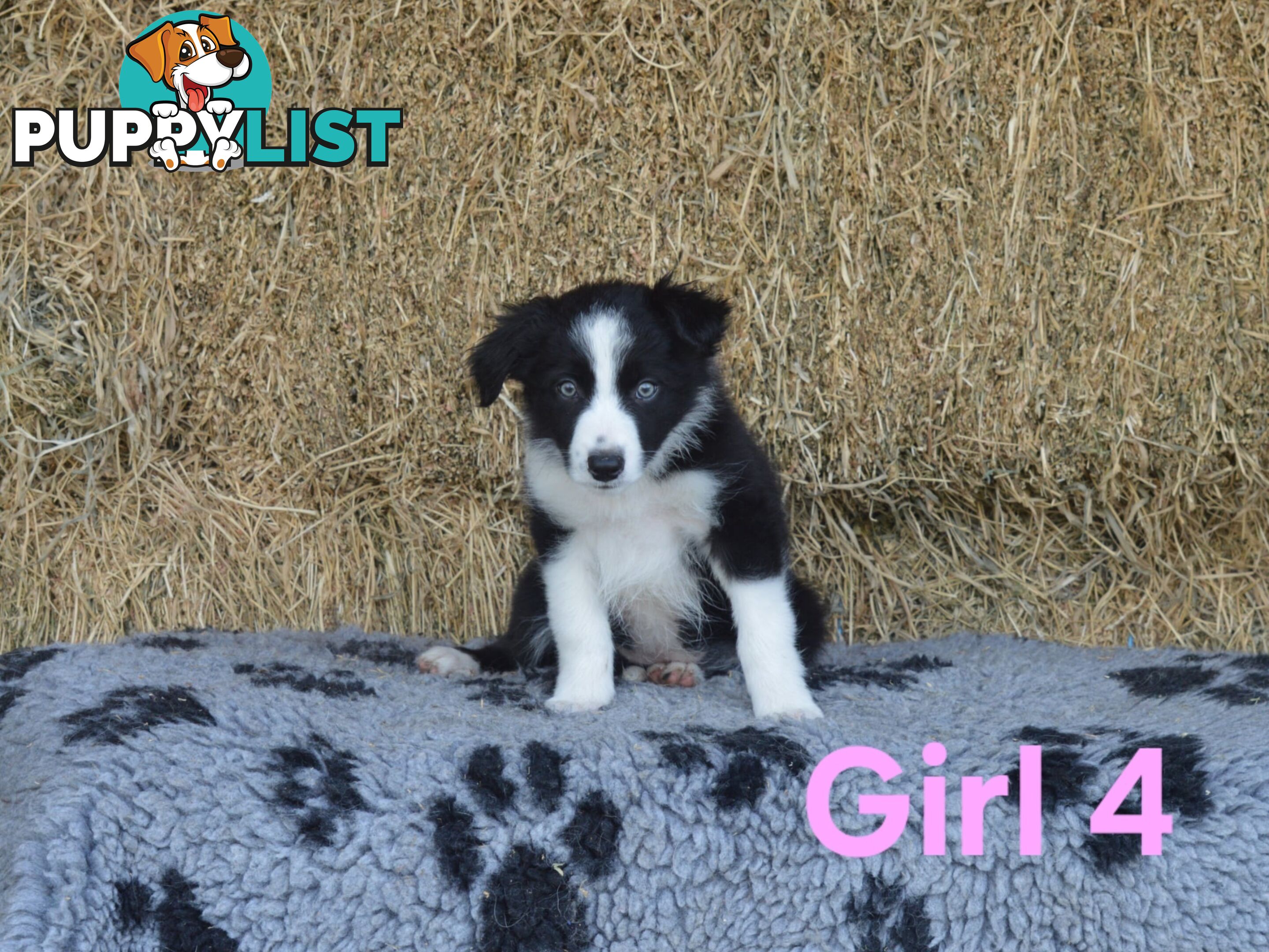 Border Collie Puppies - UK Sire