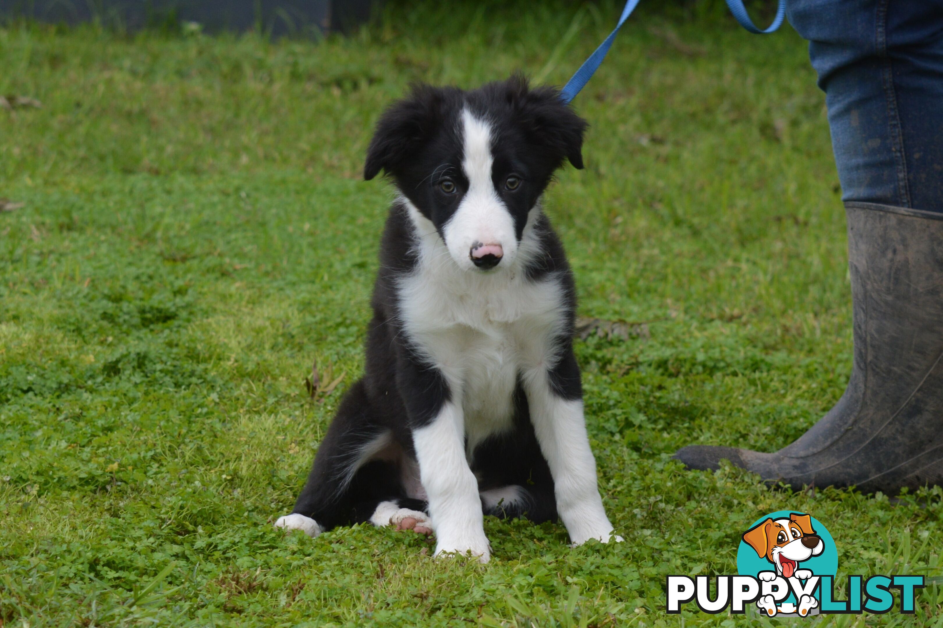Purebred Border Collie Puppies - UK Sire