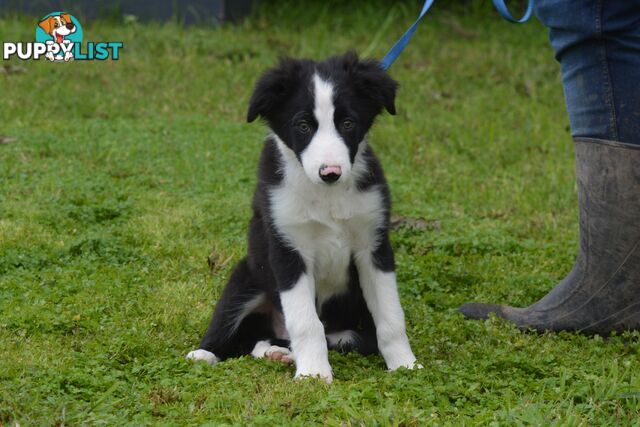 Purebred Border Collie Puppies - UK Sire