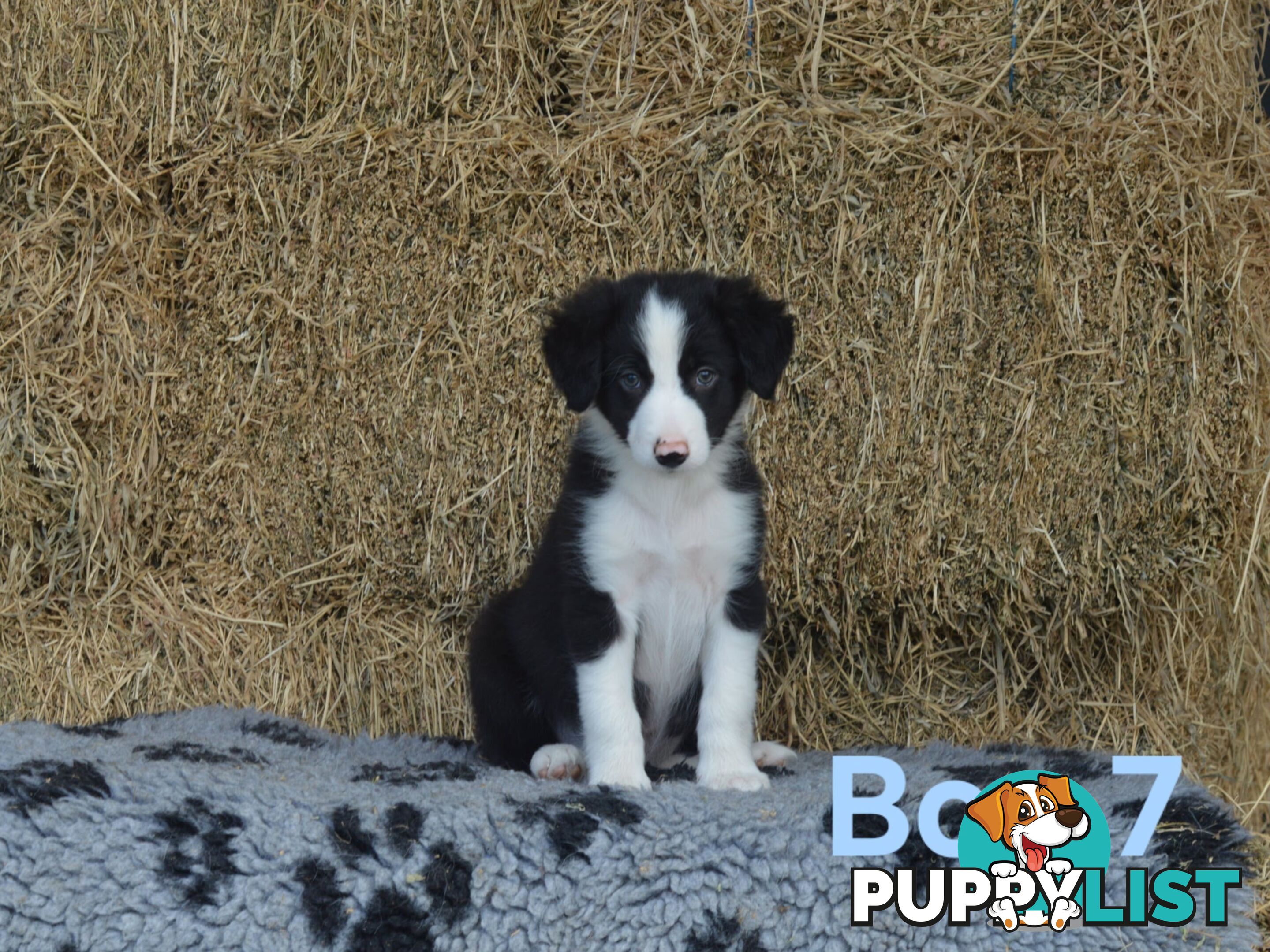 Border Collie Puppies - UK Sire