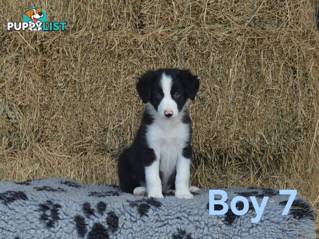 Border Collie Puppies - UK Sire