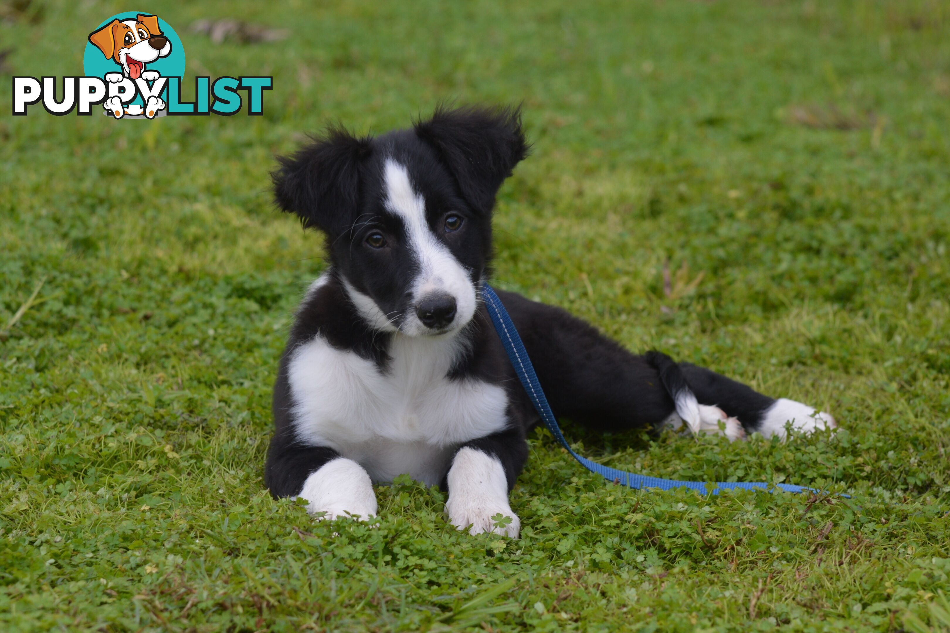 Purebred Border Collie Puppies - UK Sire