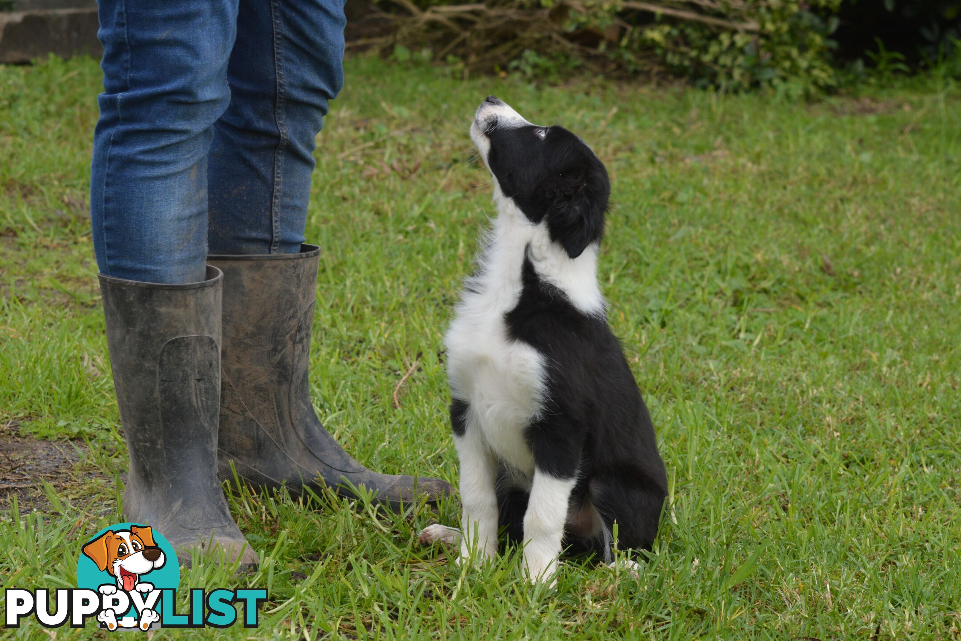 Purebred Border Collie Puppies - UK Sire
