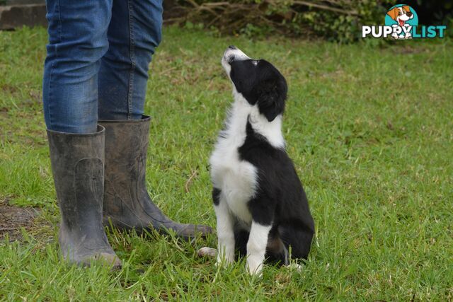 Purebred Border Collie Puppies - UK Sire