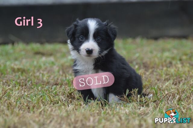 Border Collie Puppies - UK Sire