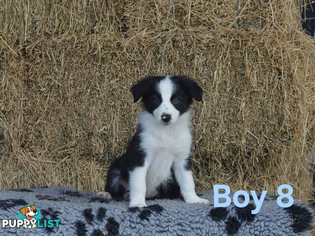 Border Collie Puppies - UK Sire