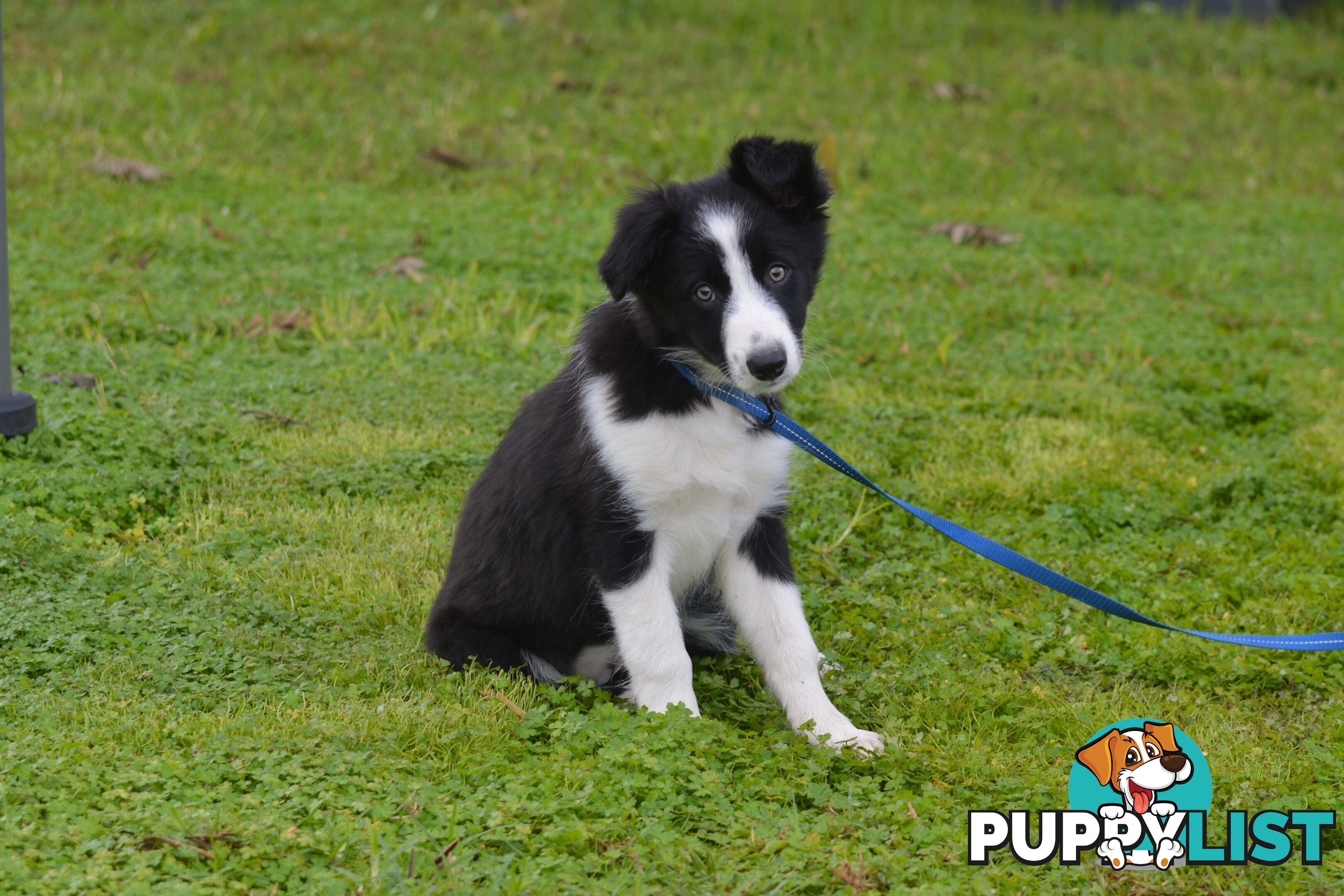 Purebred Border Collie Puppies - UK Sire