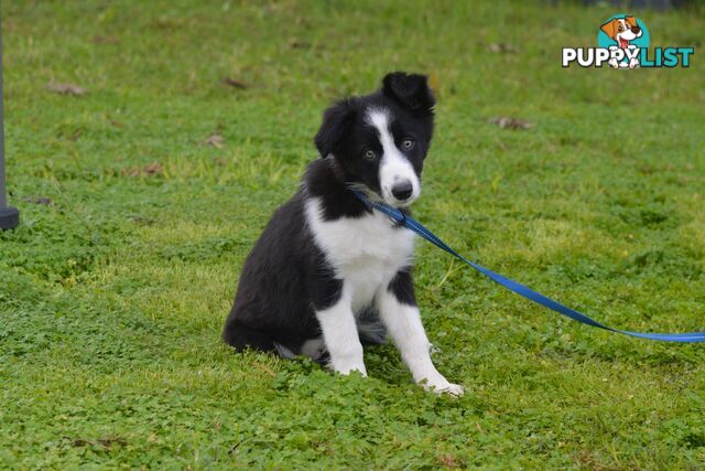 Purebred Border Collie Puppies - UK Sire