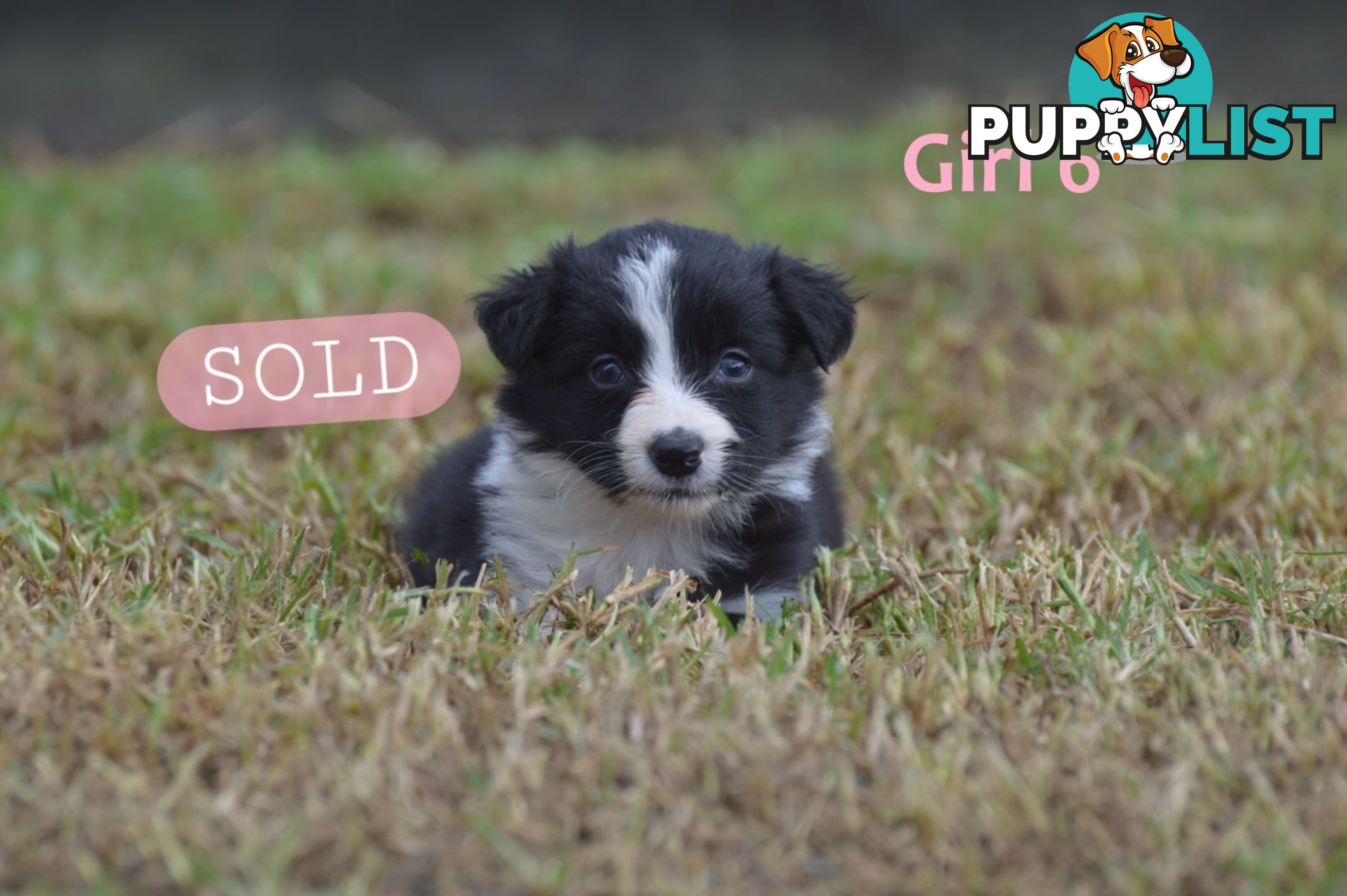 Border Collie Puppies - UK Sire