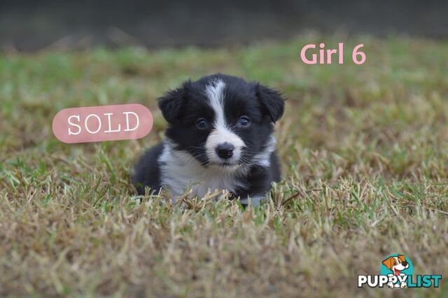 Border Collie Puppies - UK Sire
