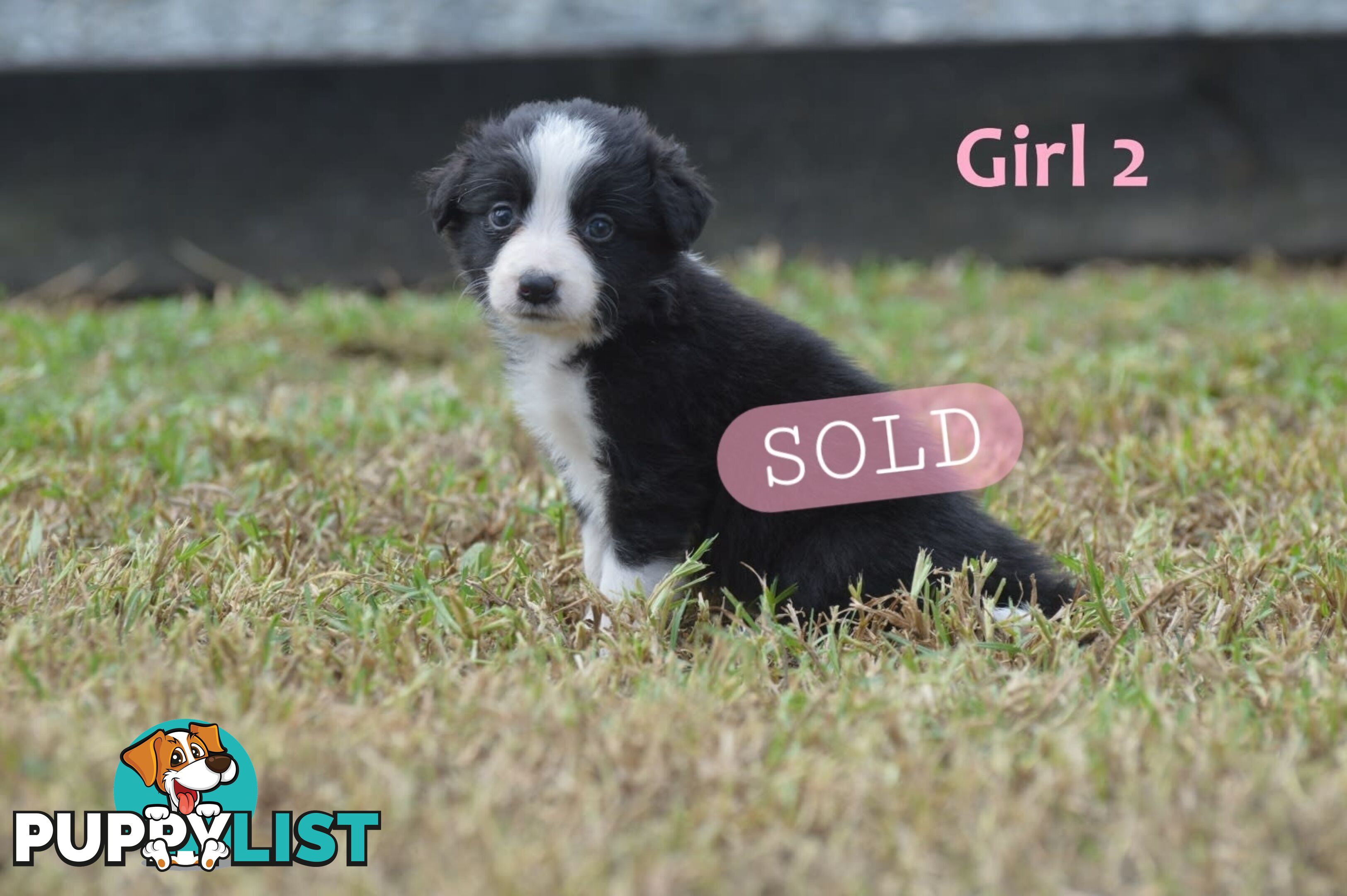 Border Collie Puppies - UK Sire