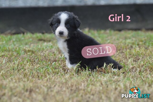 Border Collie Puppies - UK Sire