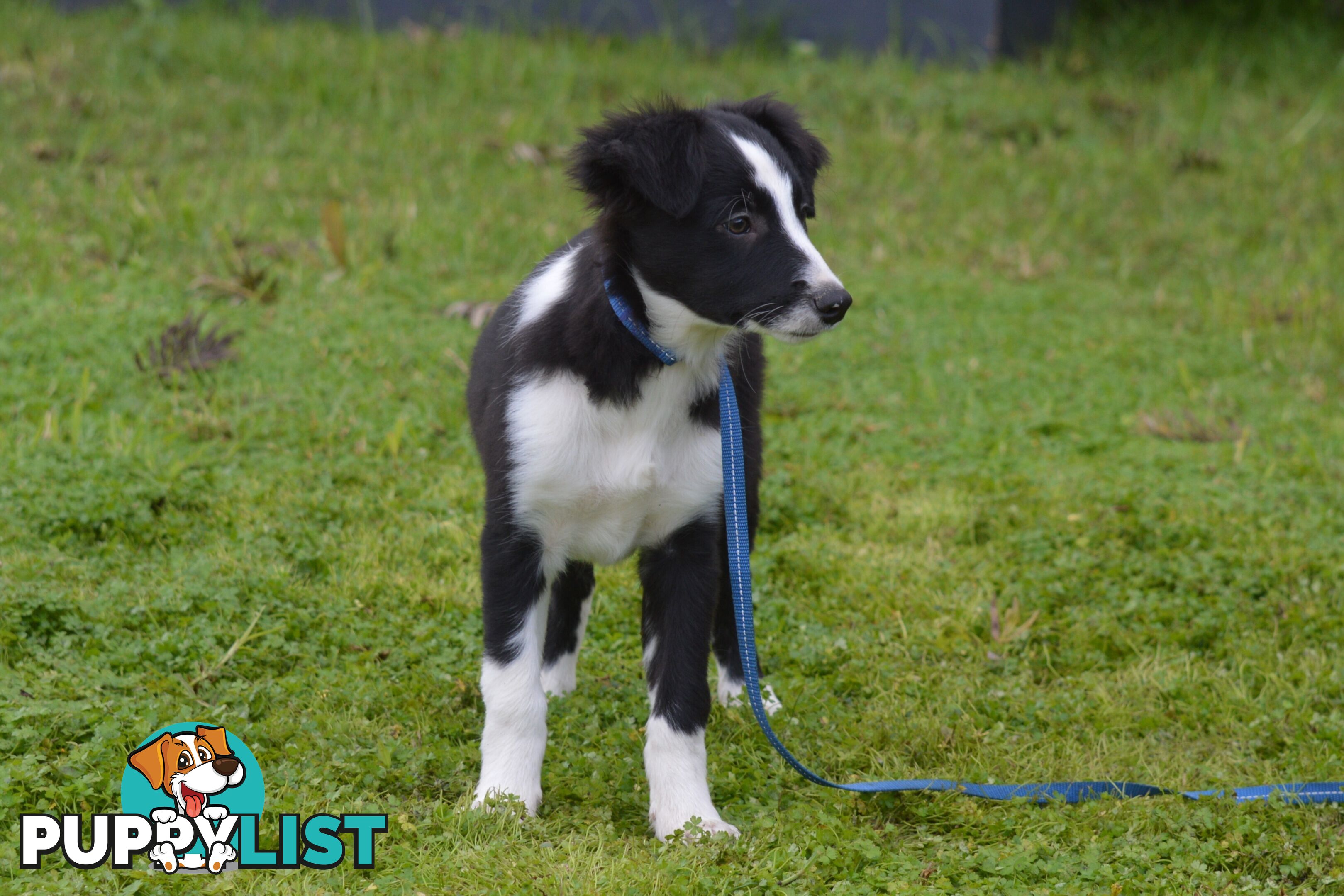 Purebred Border Collie Puppies - UK Sire