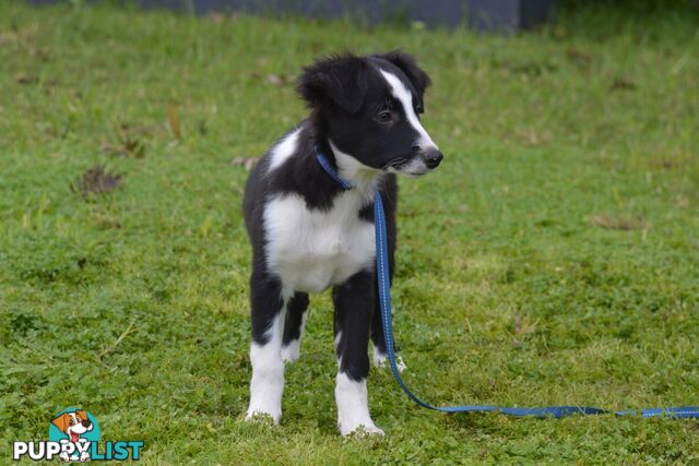 Purebred Border Collie Puppies - UK Sire