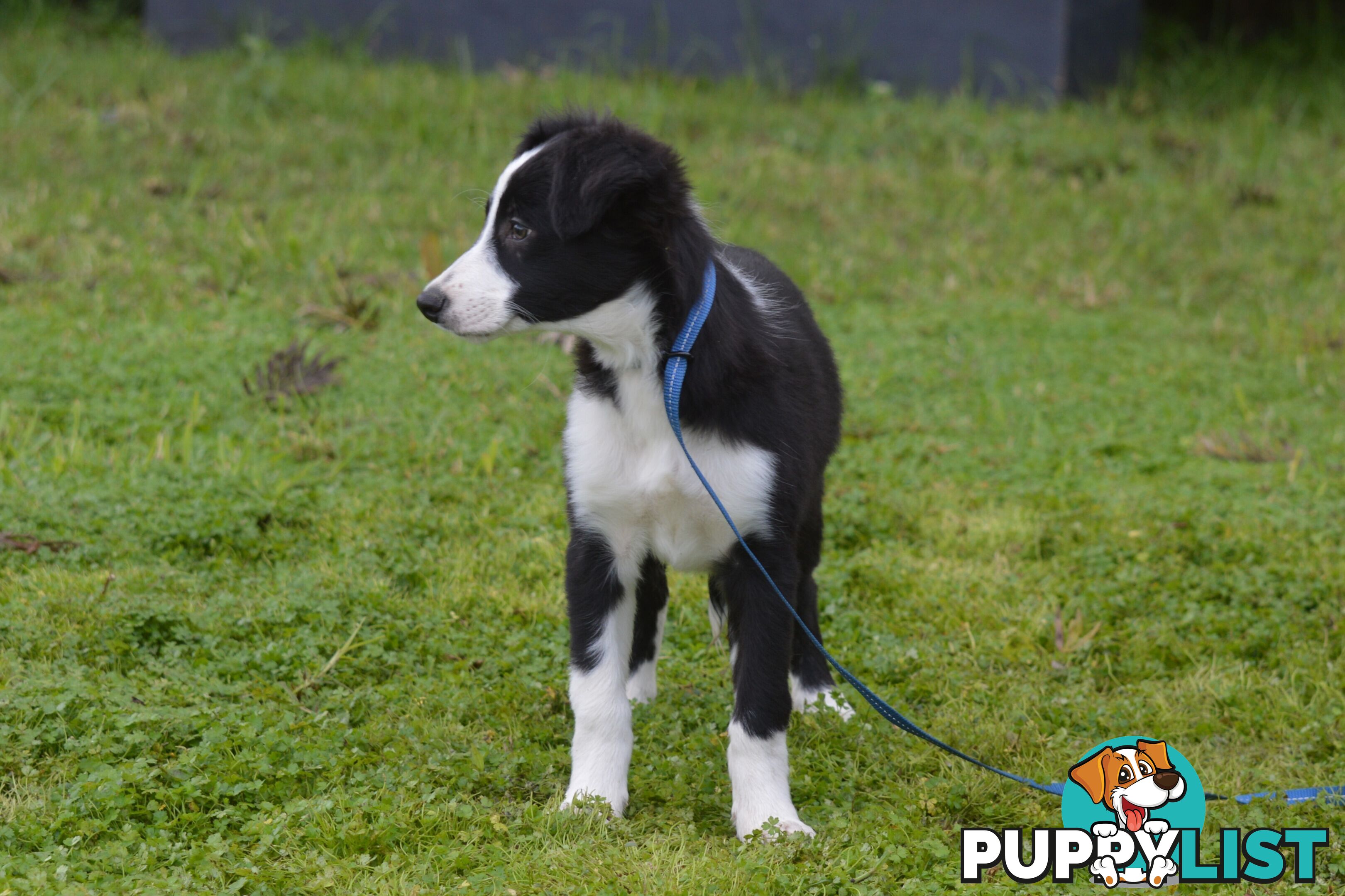 Purebred Border Collie Puppies - UK Sire