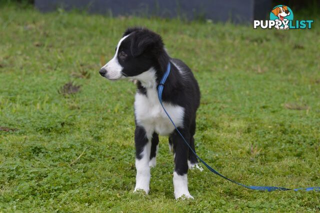 Purebred Border Collie Puppies - UK Sire