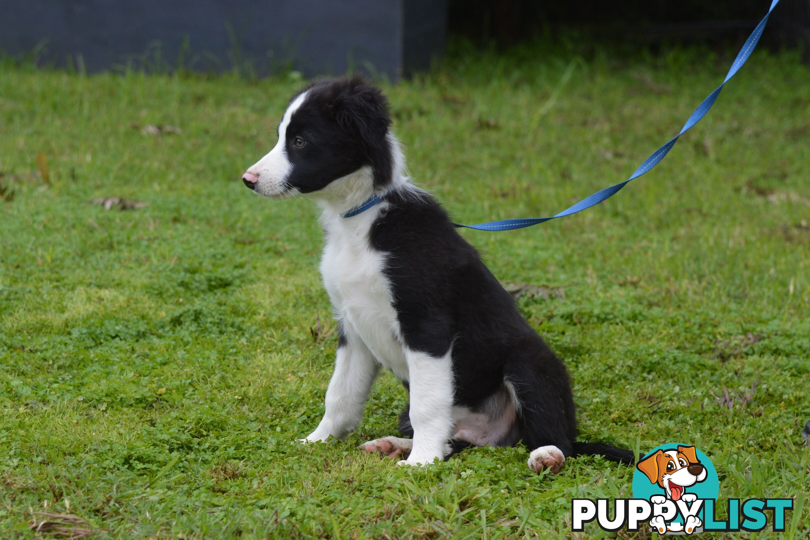 Purebred Border Collie Puppies - UK Sire