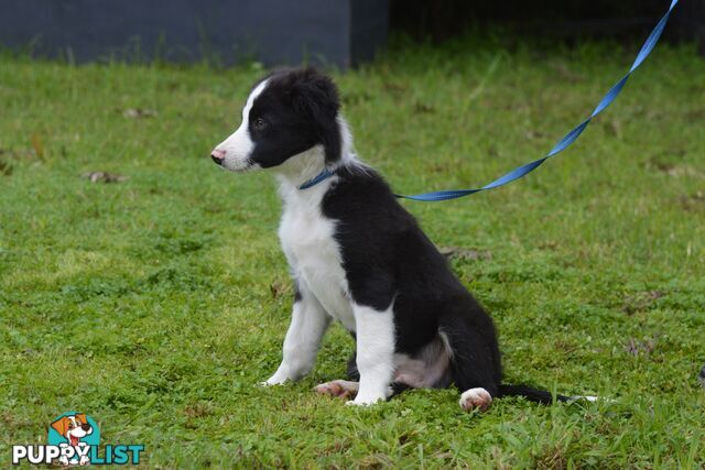 Purebred Border Collie Puppies - UK Sire