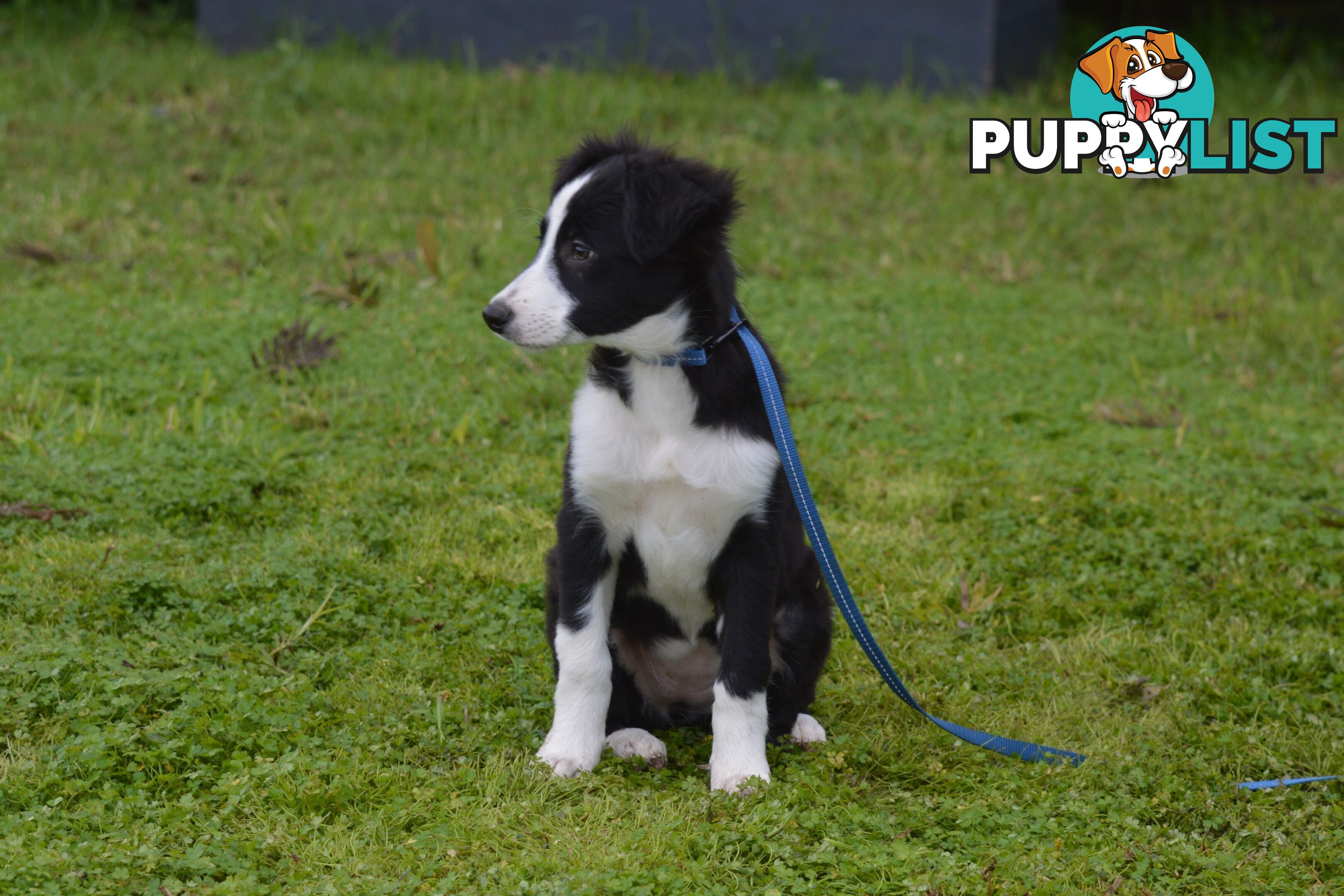 Purebred Border Collie Puppies - UK Sire
