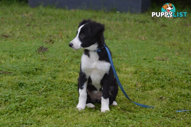 Purebred Border Collie Puppies - UK Sire