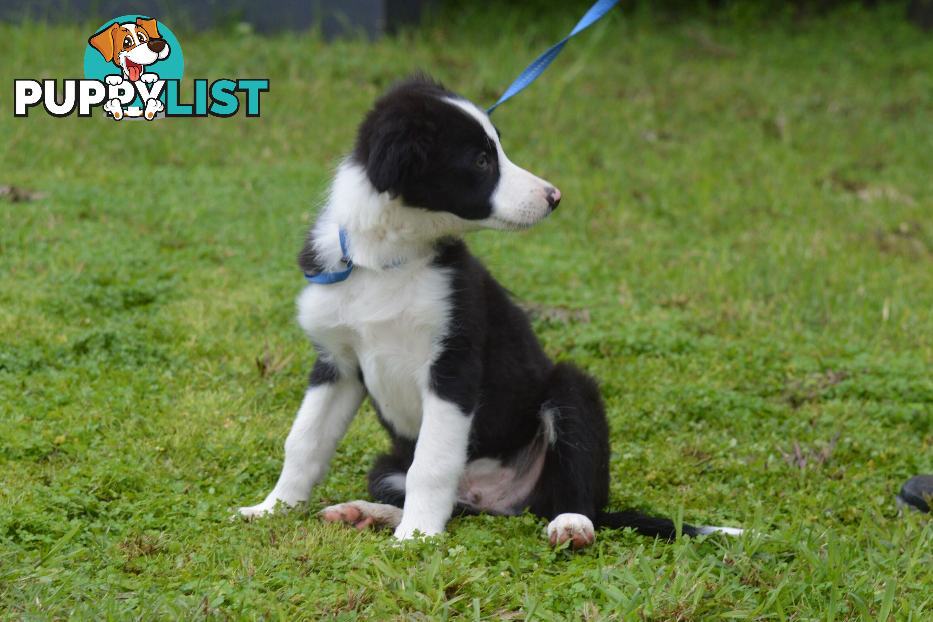 Purebred Border Collie Puppies - UK Sire