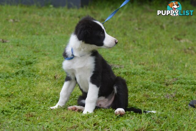 Purebred Border Collie Puppies - UK Sire