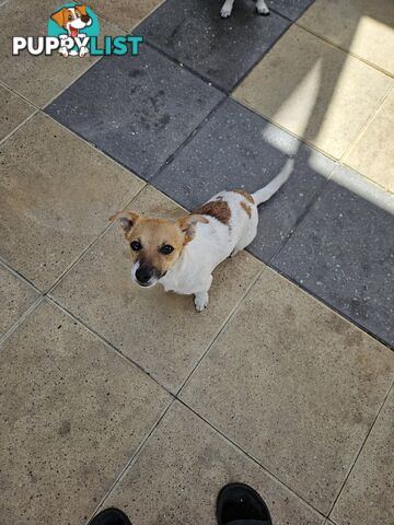 Jack Russell Puppies for sale