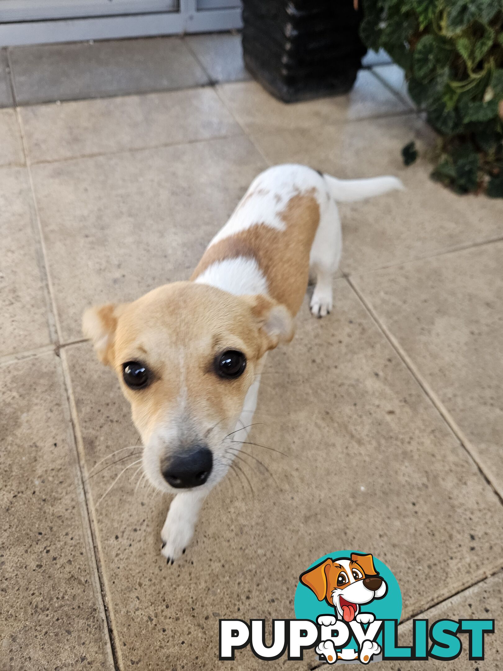 Jack Russell Puppies for sale