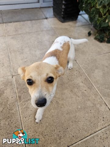 Jack Russell Puppies for sale