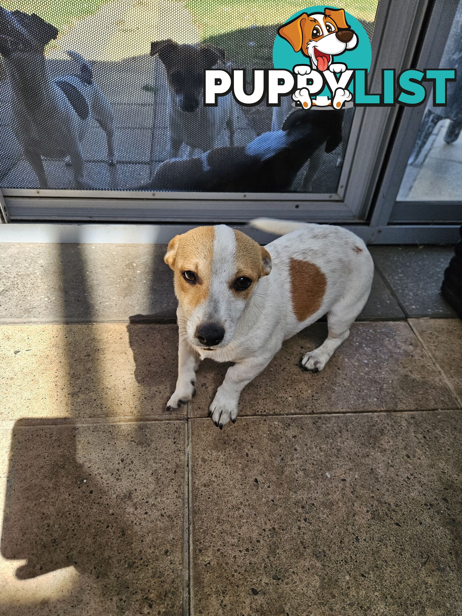 Jack Russell Puppies for sale