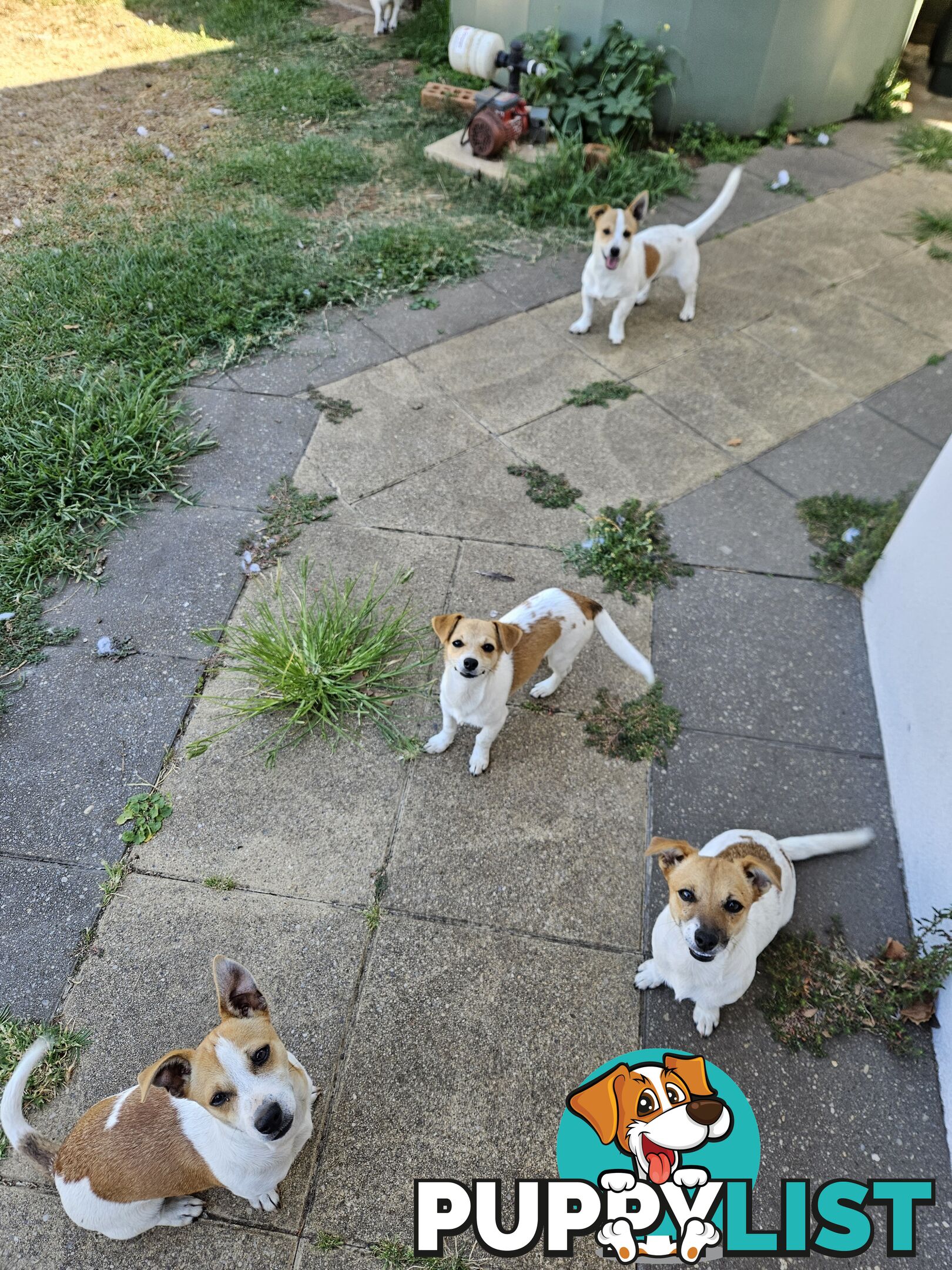 Jack Russell Puppies for sale