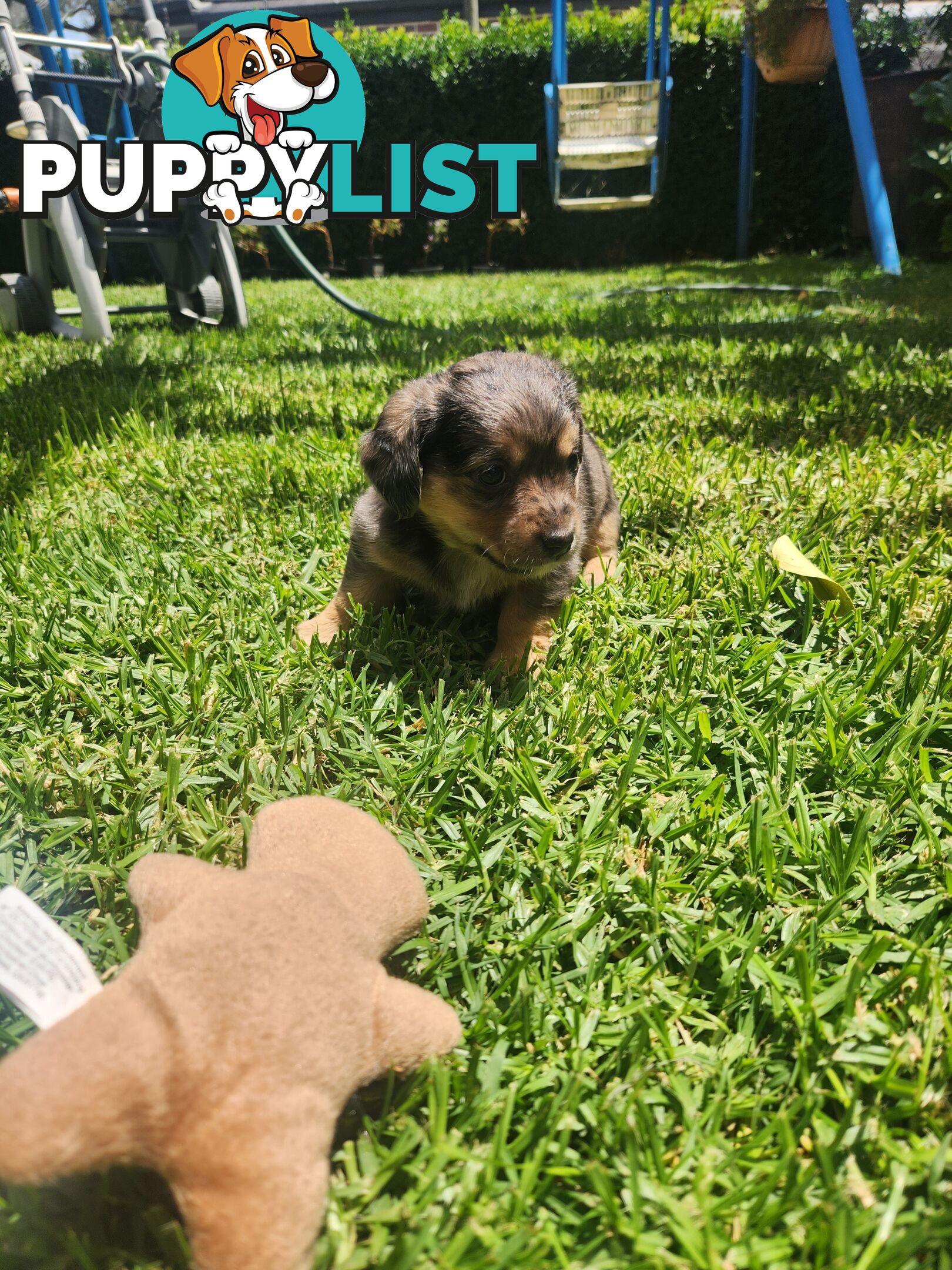 Mini Dachshund x Maltese designer breed Mauxie